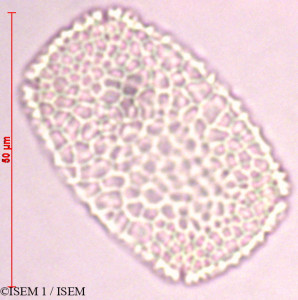 ISEM 1/Eleutheranthera_ruderalis_23400/Eleutheranthera_ruderalis_23400_0001(copy)_thumb.jpg